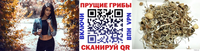 хочу   Топки  Галлюциногенные грибы Magic Shrooms 
